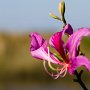 <p align=left>Fleur de magnolia rachitique.